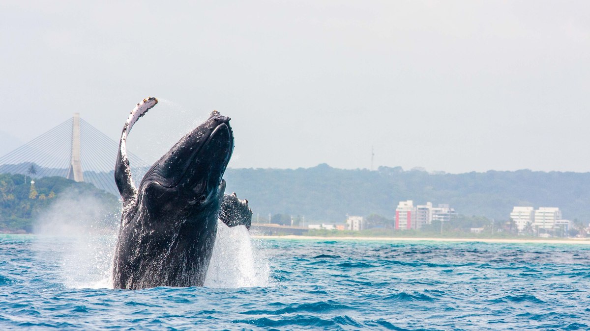 TEMPORADA DAS BALEIAS TRANSFORMA ILHÉUS EM DESTINO DE ECOTURISMO NO LITORAL BAIANO em Ilhéus